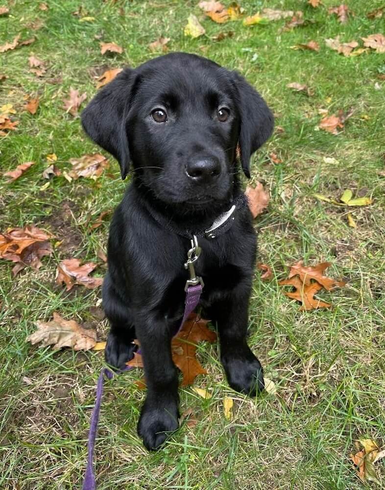 Little black puppy Laurel sits for her picture outside in fall
