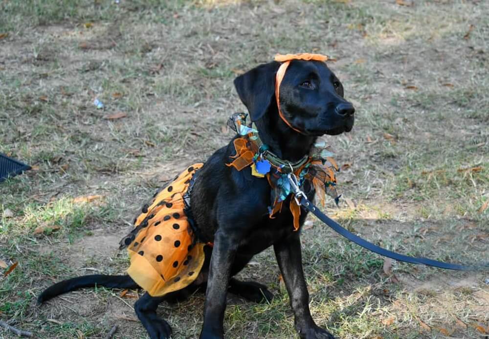 black lab puppy Meg in an orange Halloween costume with skirt, collar and headpiece