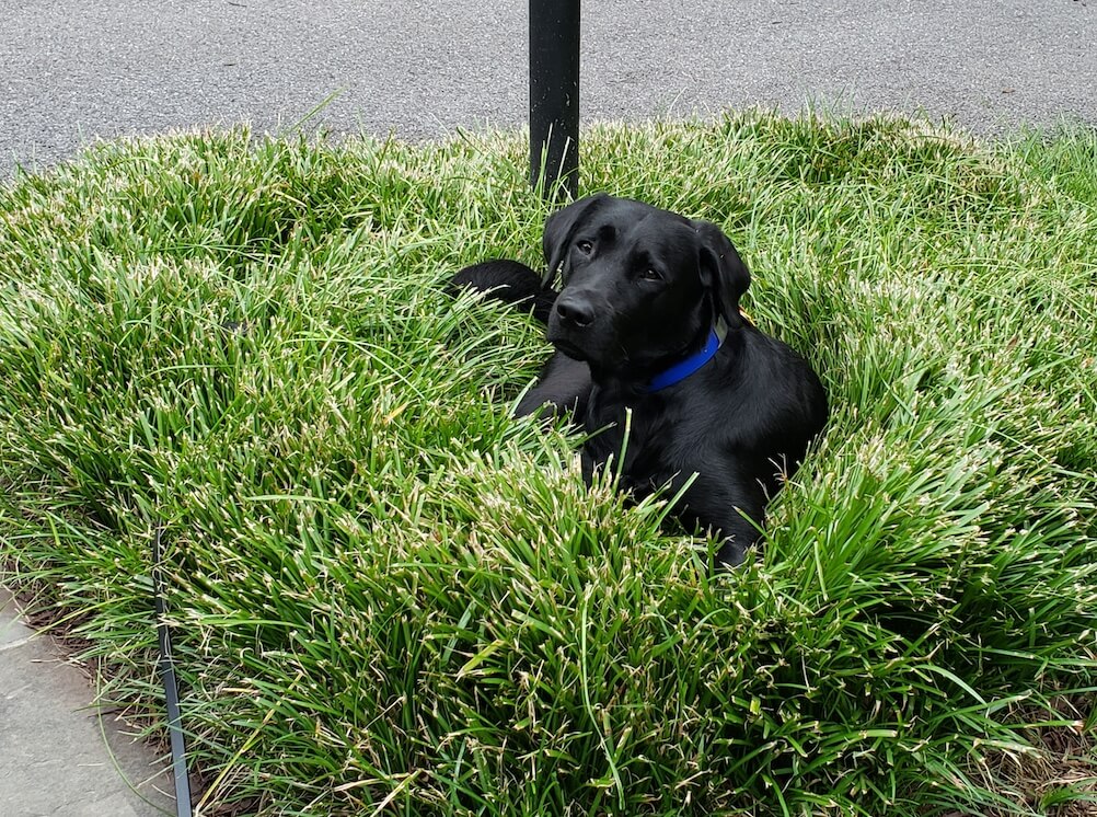 black Lab Meg settled into a grassy round bed 