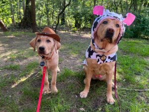 Yellow Lab puppy Cowboy wears a cowboy hat next to older yellow pup in a spotted cow costume with pink ears