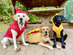 Yellow Lab Brandy as squeeze bottle of Ketchup, yellow Lab Heron as hot dog in bun and black Lab Fable as Mustard