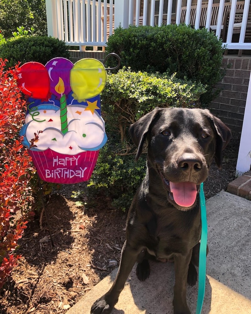 Black lab pup Neon sits in front of a birthday cake garden banner