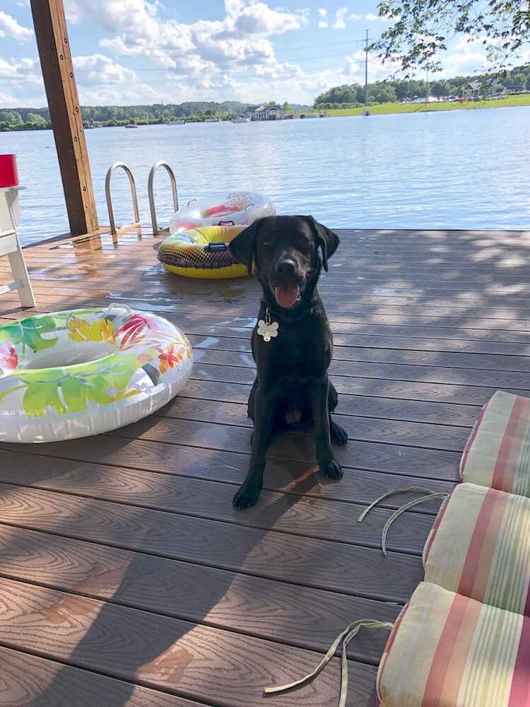 Lab lab Neon sits next to a float on a dock at a lake
