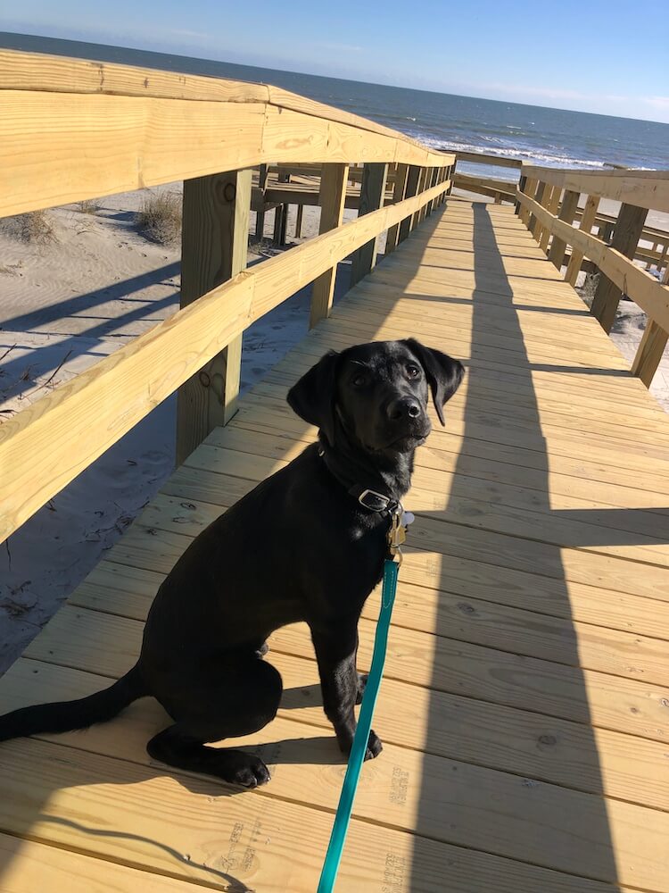 Neon sits on a boardwalk to the ocean