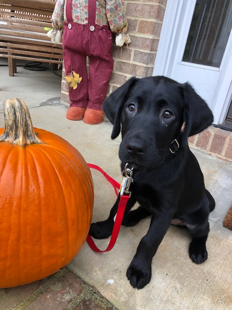 Puppy Neon sits next to a pumpkin the same size as her
