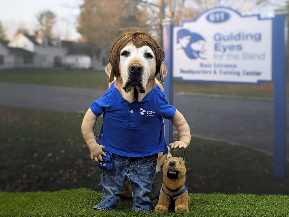 Yellow lab Ohio in brown wig standing in jeans and blue GEB polo holding stuffed GS in harness with campus & sign in background