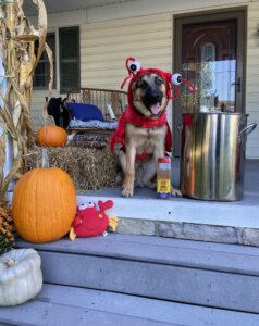 German Shepherd Bear wears a crab costume and sits on a decorated porch next to giant stainless pot