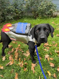 Black Lab Paisley wears silver spacesuit reading NASA with flaming powerpack made of soda bottles on her back