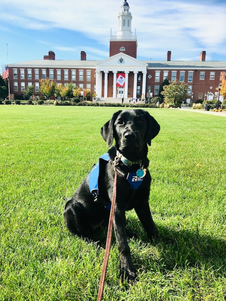 Pup on program black Lab Jennifer sits on the green with a school building behind her