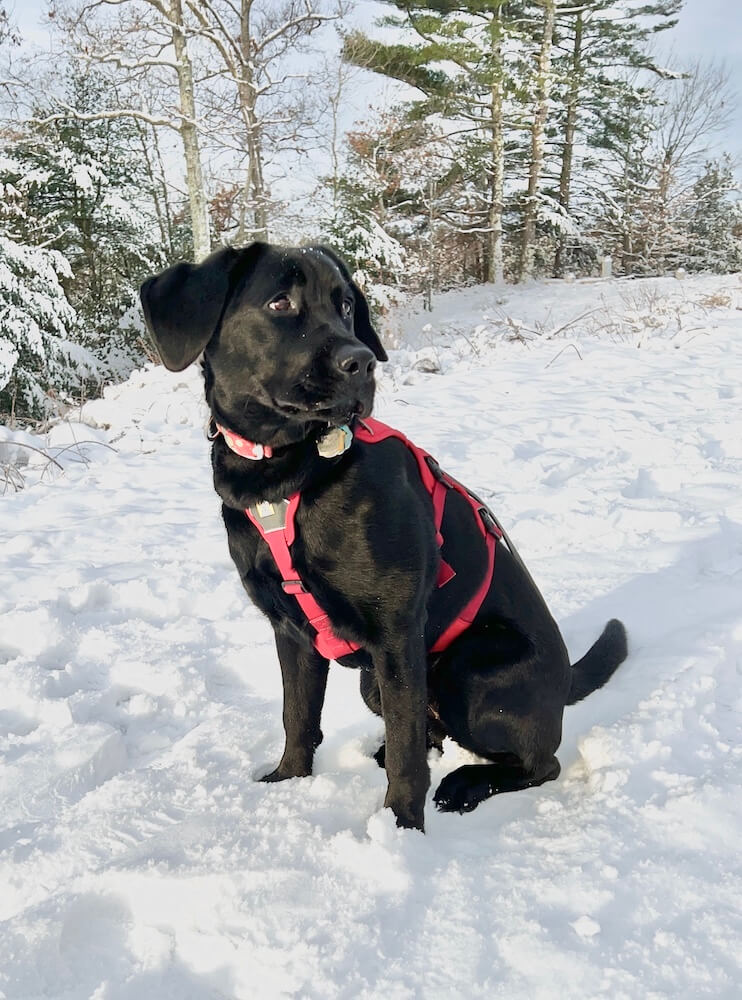 black Lab pup Jennifer contrasts with snow she sits on