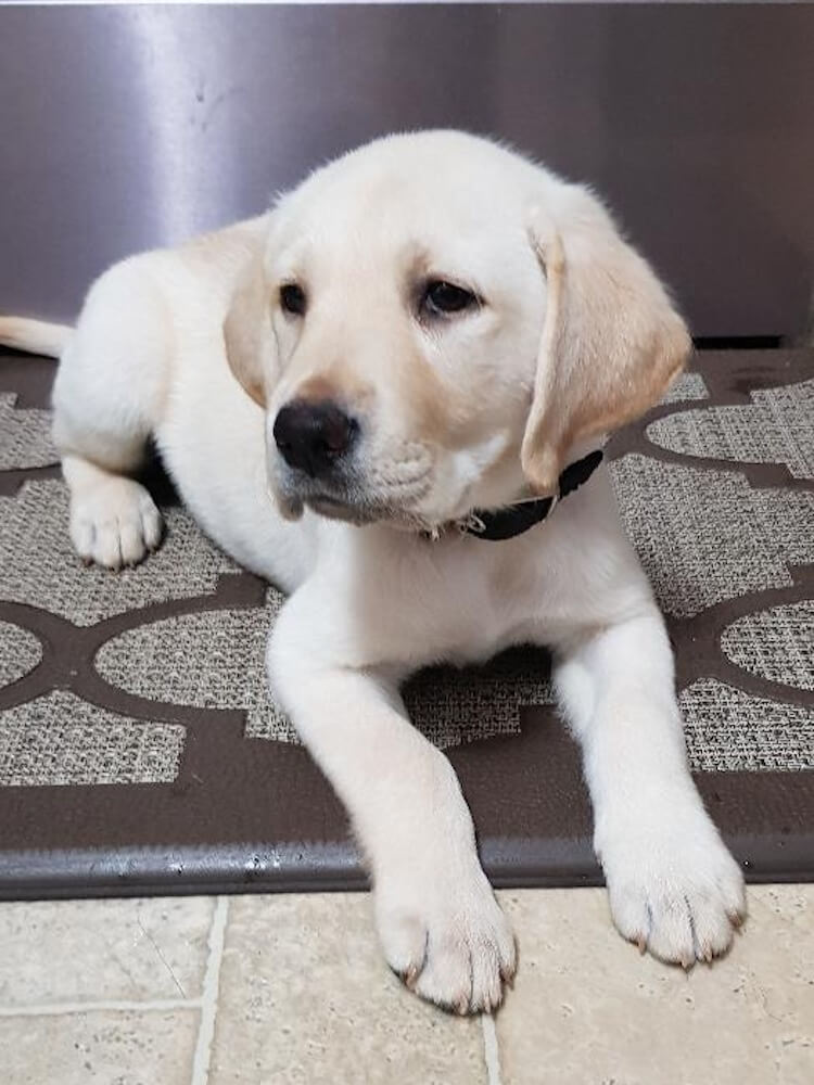 Little yellow puppy Alyssa in a down in front of stainless refrigerator