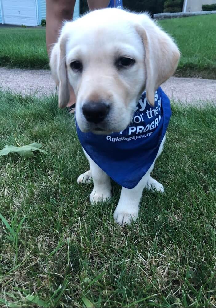 Little yellow puppy Alyssa in a big blue GEB bandana in the grass
