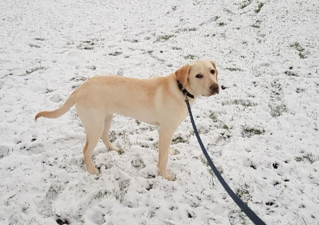 Pup Alyssa in a snowy spot covered in pawprints