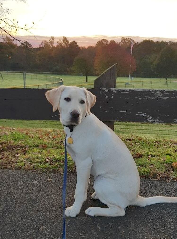 Pup Alyssa by fence overlooking athletic fields and a distance sunrise