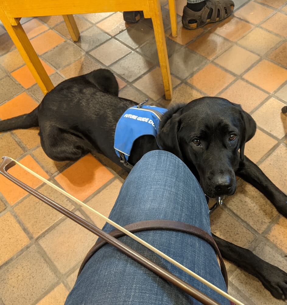 Pup on Program Whimsey in a down at the knee of a musician with a bow