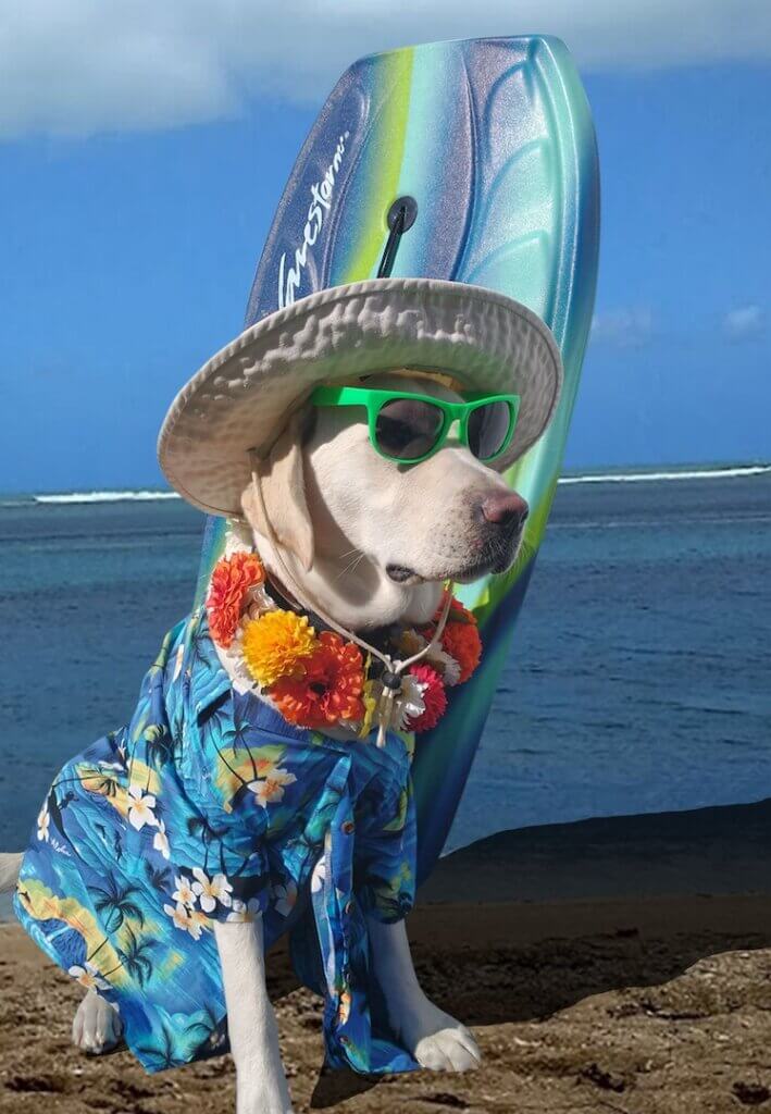 Yellow Lab Baja wears Tropical shirt, flower lei, sunglasses and hat next to surf board on a beach