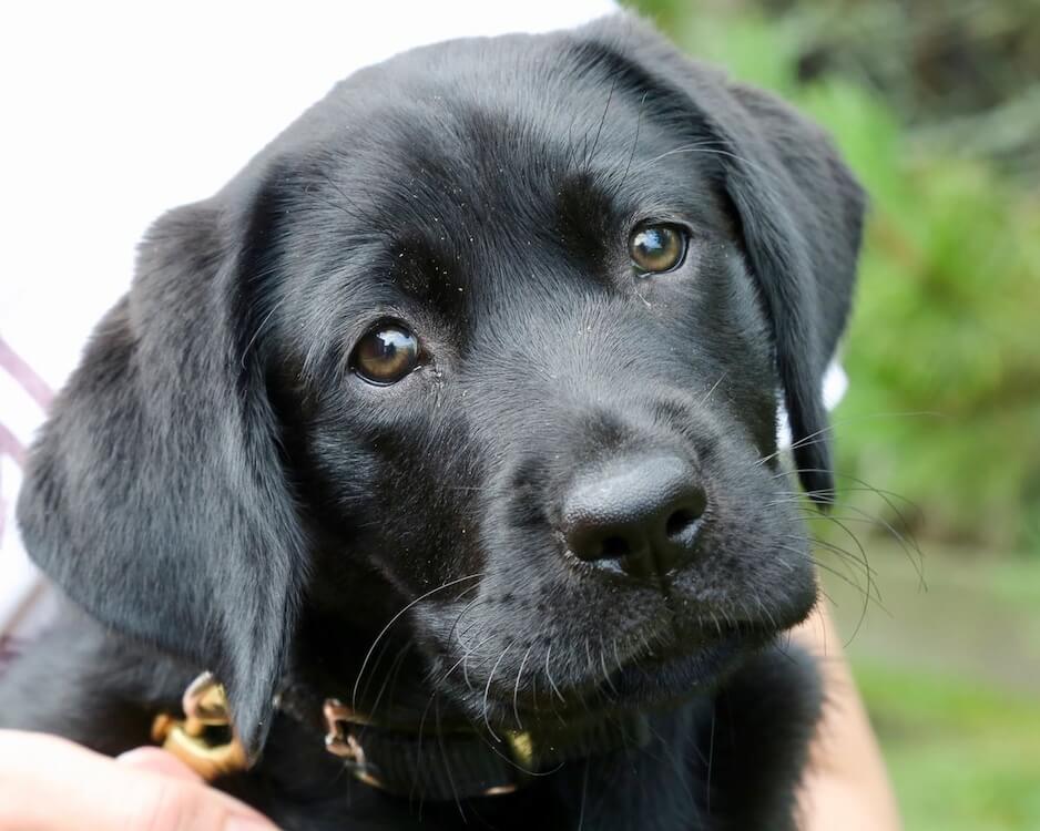 closeup: black Lab puppy Danielle joins Maine region