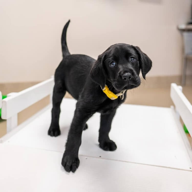 Little black puppy Danielle stands on raised platform in enrichment area