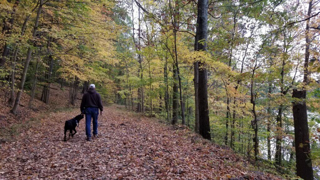 A black lab walks calmly with their handler along a forest trail surrounded by colorful autumn leaves 