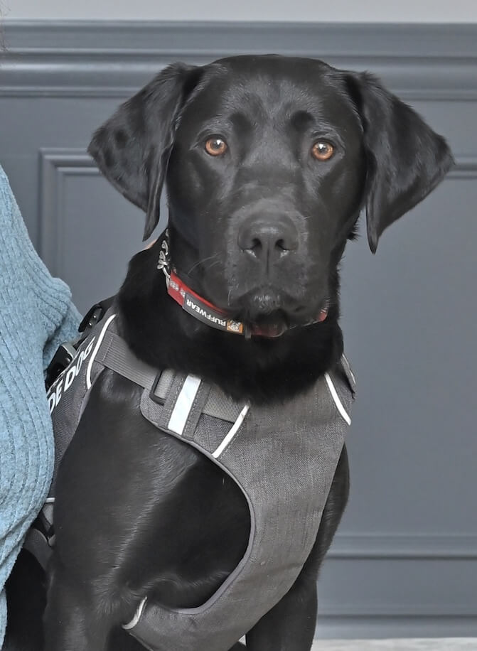 Guide dog Neon in a gray harness sits up looking seriously at the camera