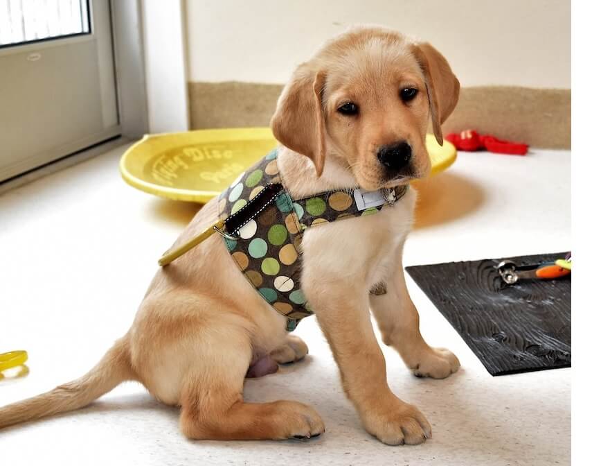 young yellow lab puppy in fabric harness while playing