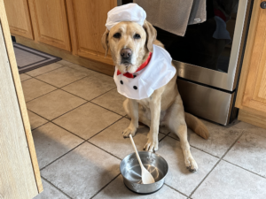 Yellow Lab guide dog Sylvia wears white chef hat and jacket with black button plus red neckerchief in kitchen next to stainless dog bowl with wooden spoon