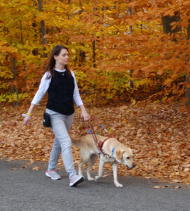 woman with yellow lab guide walks on road with autumn leaves background