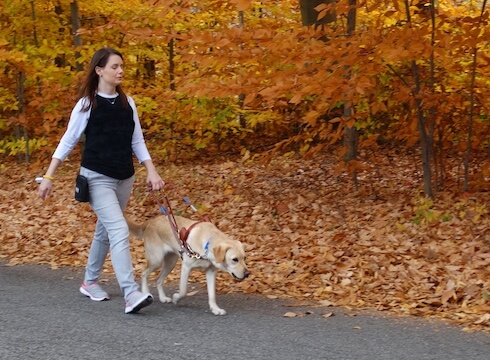 woman with yellow lab guide walks on road with autumn leaves background