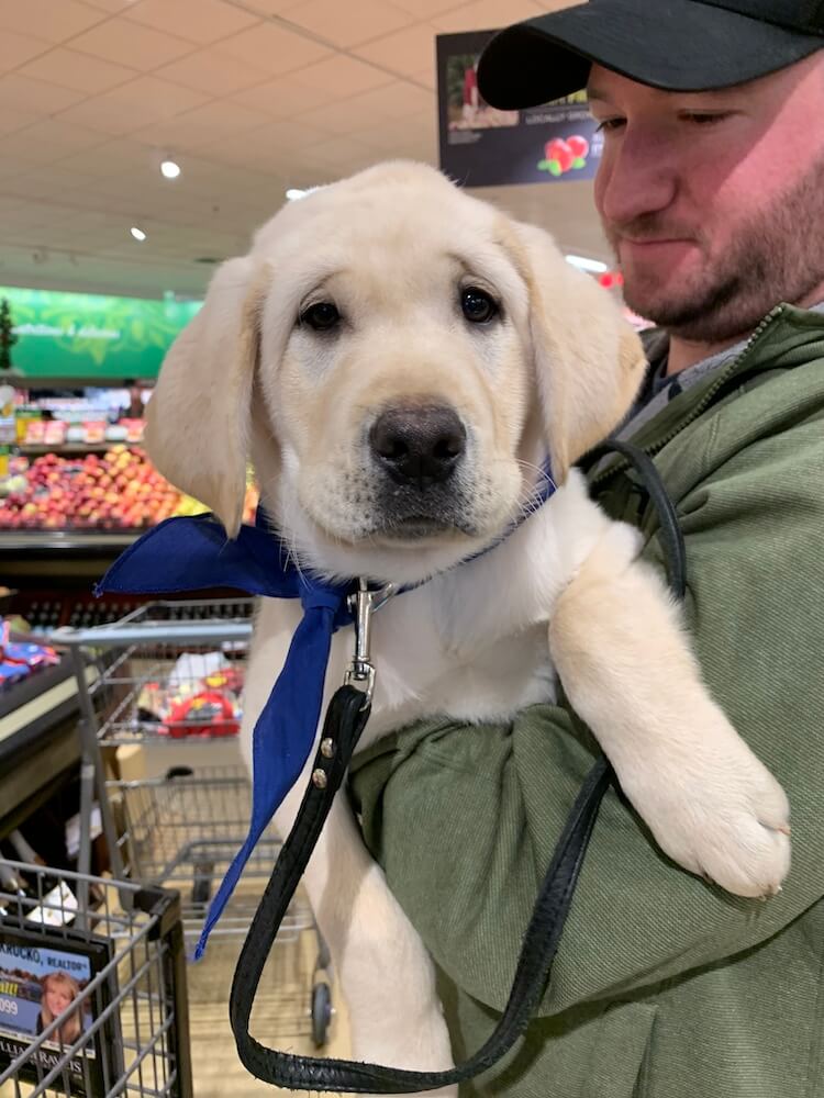 young puppy Armstrong held in the grocery store