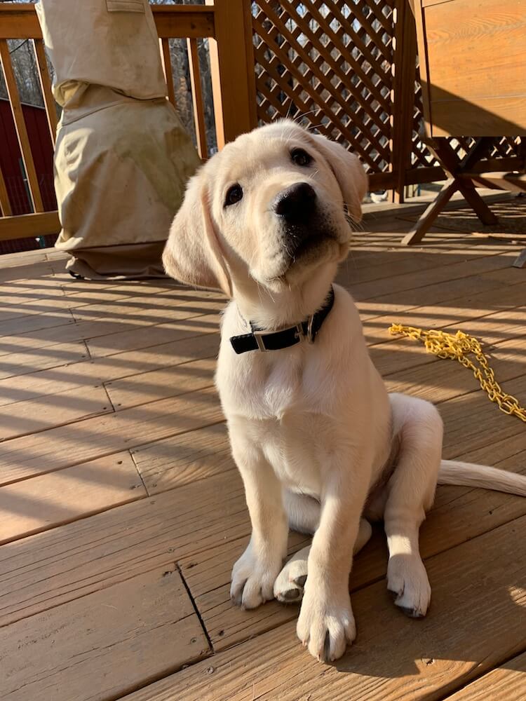 little yellow puppy Armstrong looks curious with a head tilt