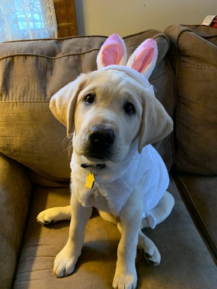 Puppy Armstrong modeling his bunny ears
