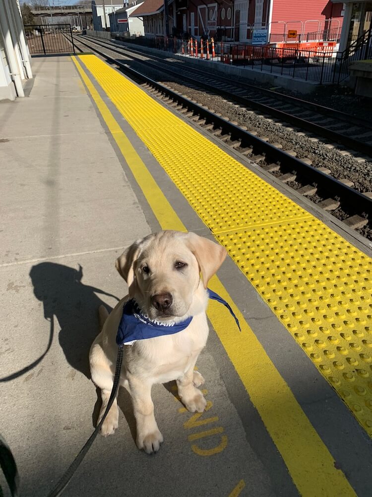 little puppy Armstrong sits at the yellow edge of a train platform