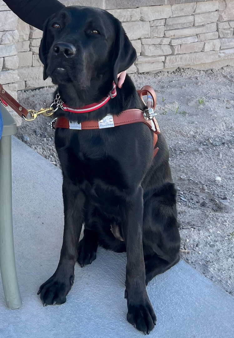 Black lab guide dog Kaya sits on pavement in harness