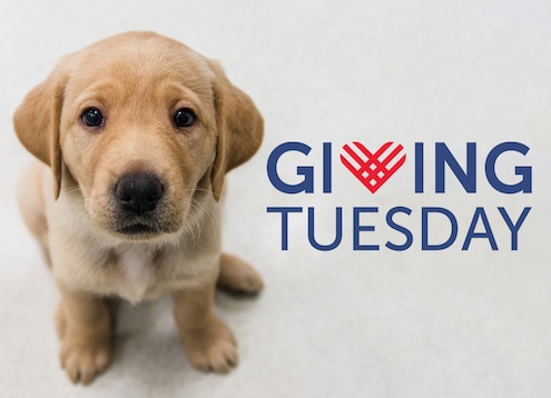 small yellow puppy on white background looks up with Giving Tuesday logo to his right