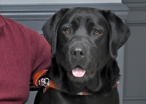 Black Lab guide dog Cobey (headshot)