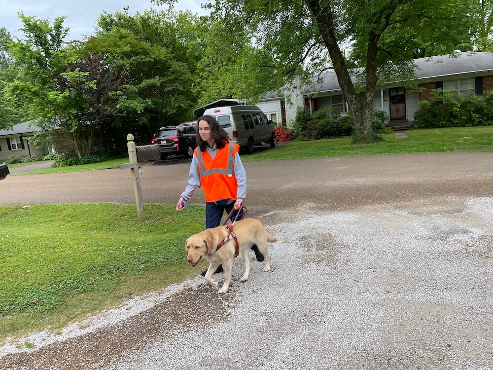 Yellow Lab Pepper leads handler Stephanie into a driveway in a residential area