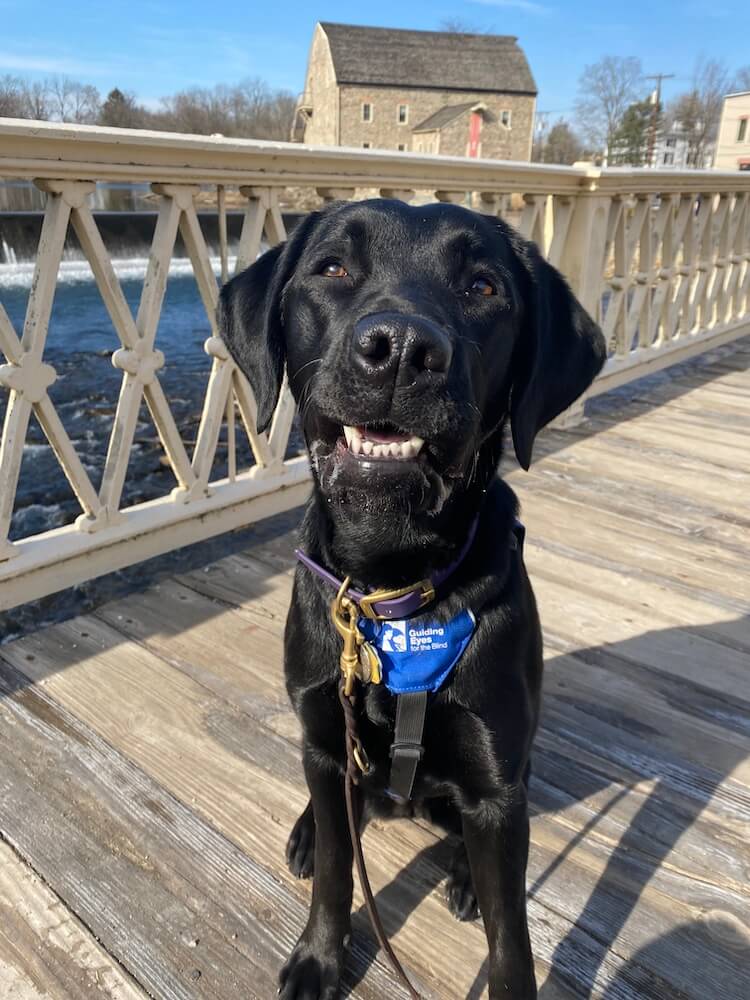 Kaya in future guide dog vest