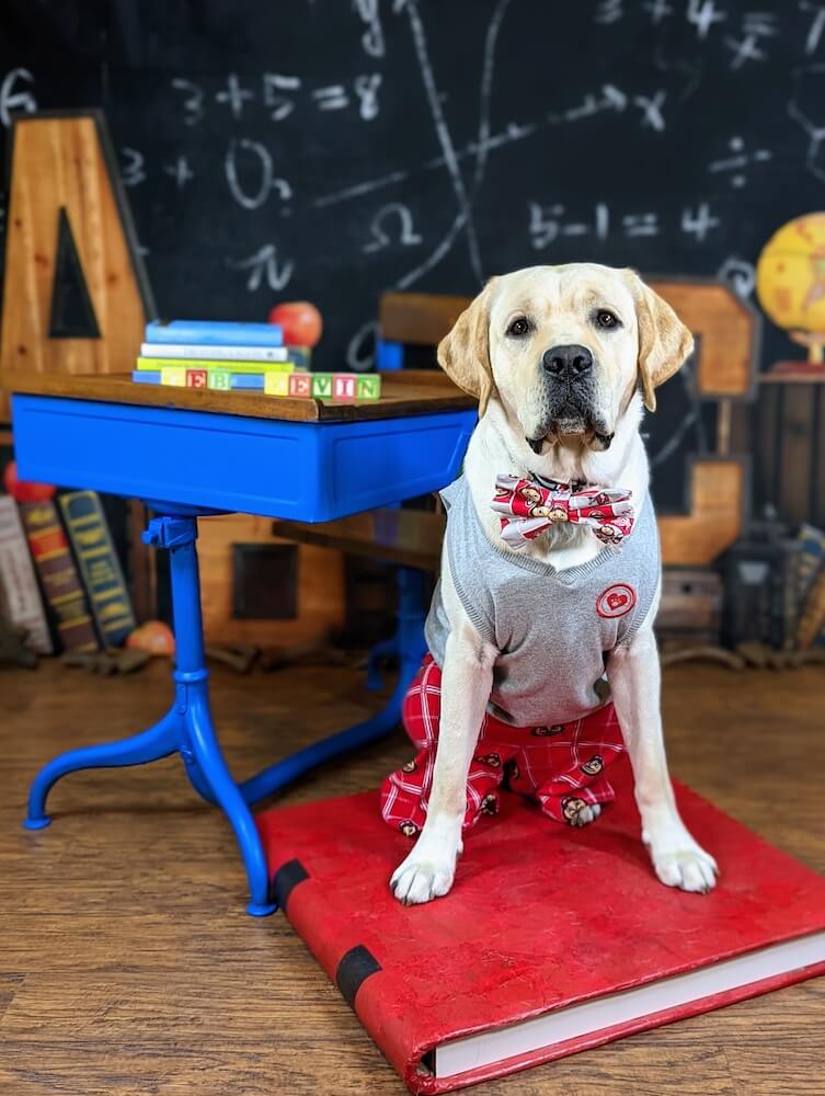 yellow Lab Kevin in bow tie & school clothes sits on a book with blue elementary desk & school backdrop