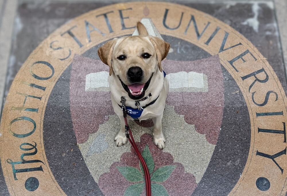 Kevin looks up at the camera from center of Ohio State emblem