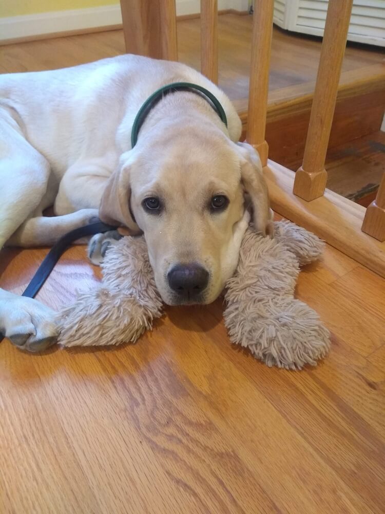 pup Kevin snuggles with stuffed toy on hard wood floor