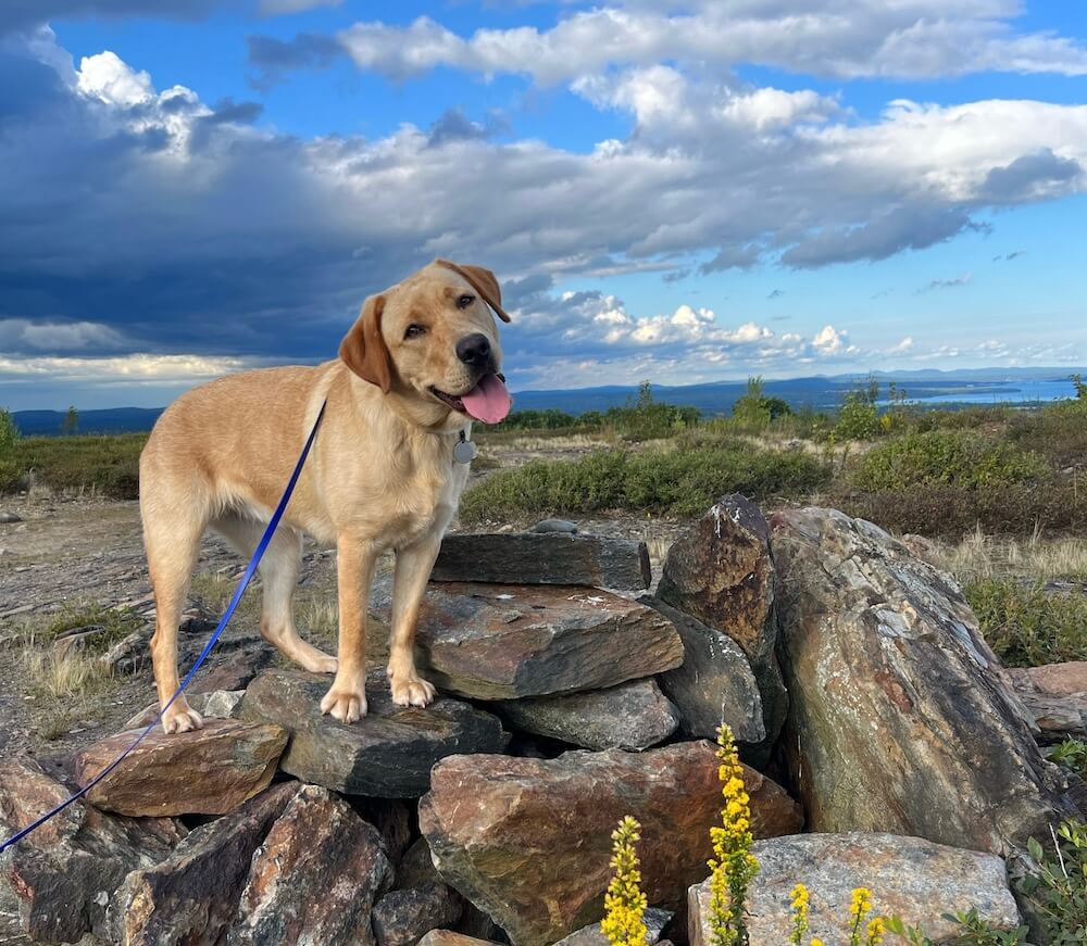Yellow Lab on program Zephyr stands with head tilted and tongue out on pile of rocks with scenic view beyond