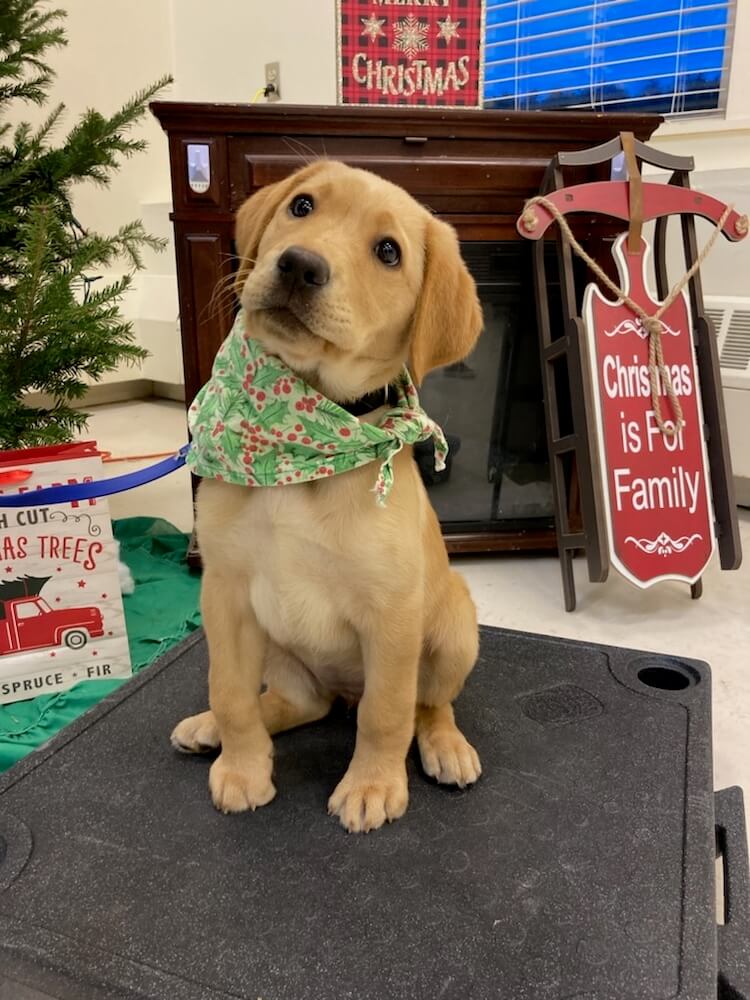 puppy Zephyr in holly bandana near Christmas decor and tree