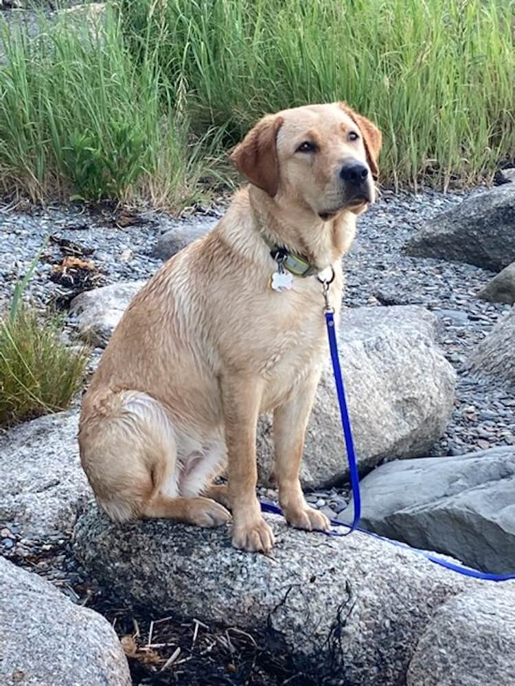 older yellow pup Zephyr sits on large river rocks with wet body fur