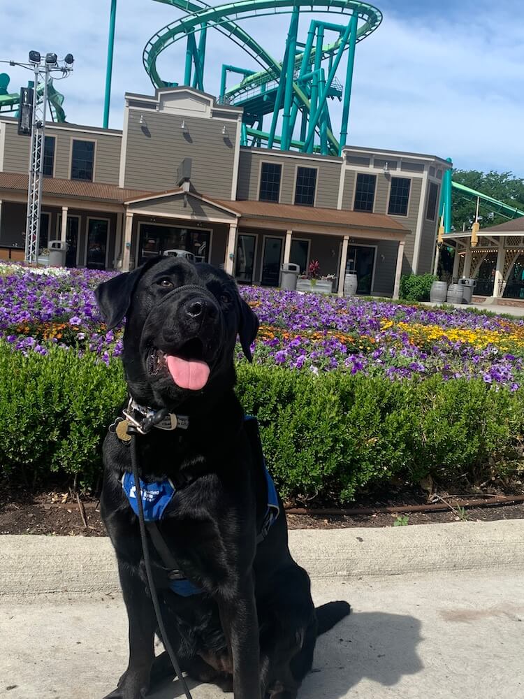 Pup on program Cayenne with roller coaster in background