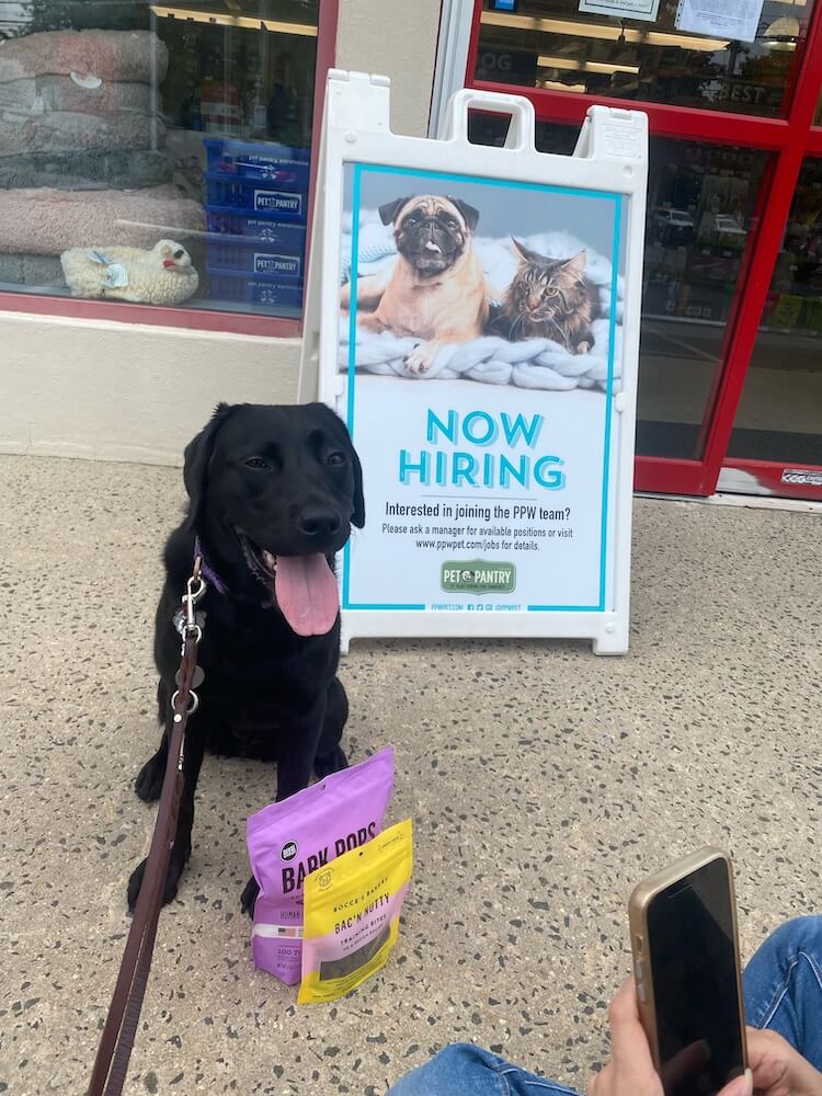 Edamame happily sits at Pet store's Now Hiring sign with tongue out