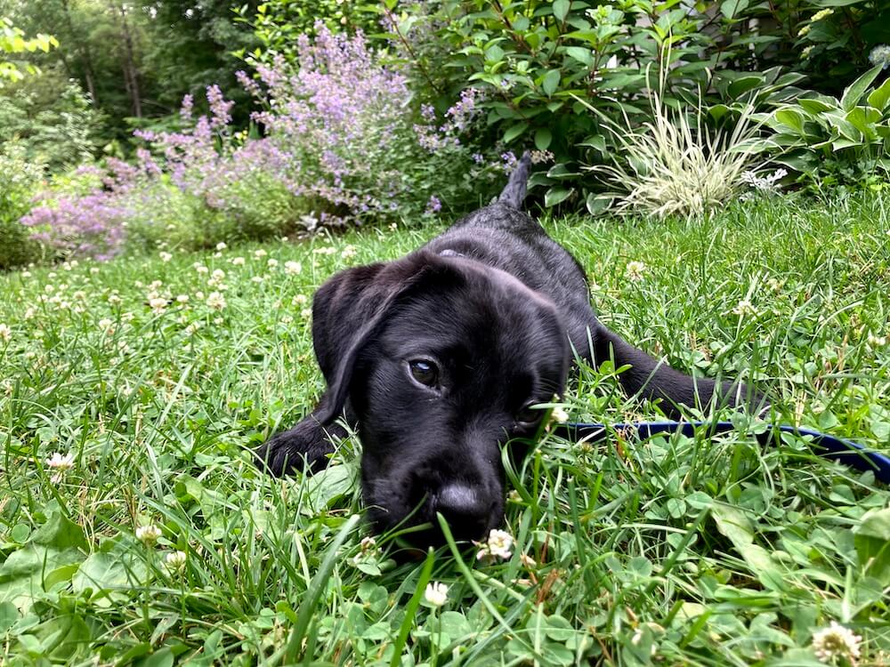 black puppy Edamame slinks through bright green grass