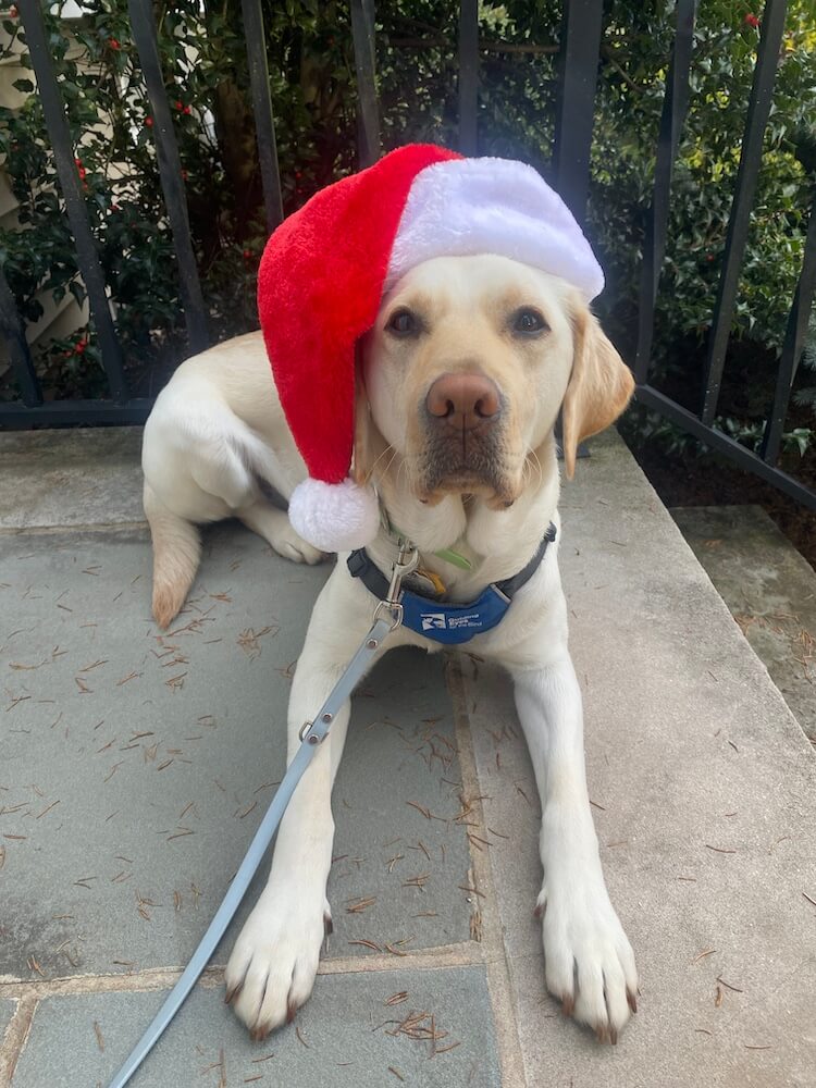 Yellow Lab pup Adele in a down on outdoor landing wears santa hat laying to her right