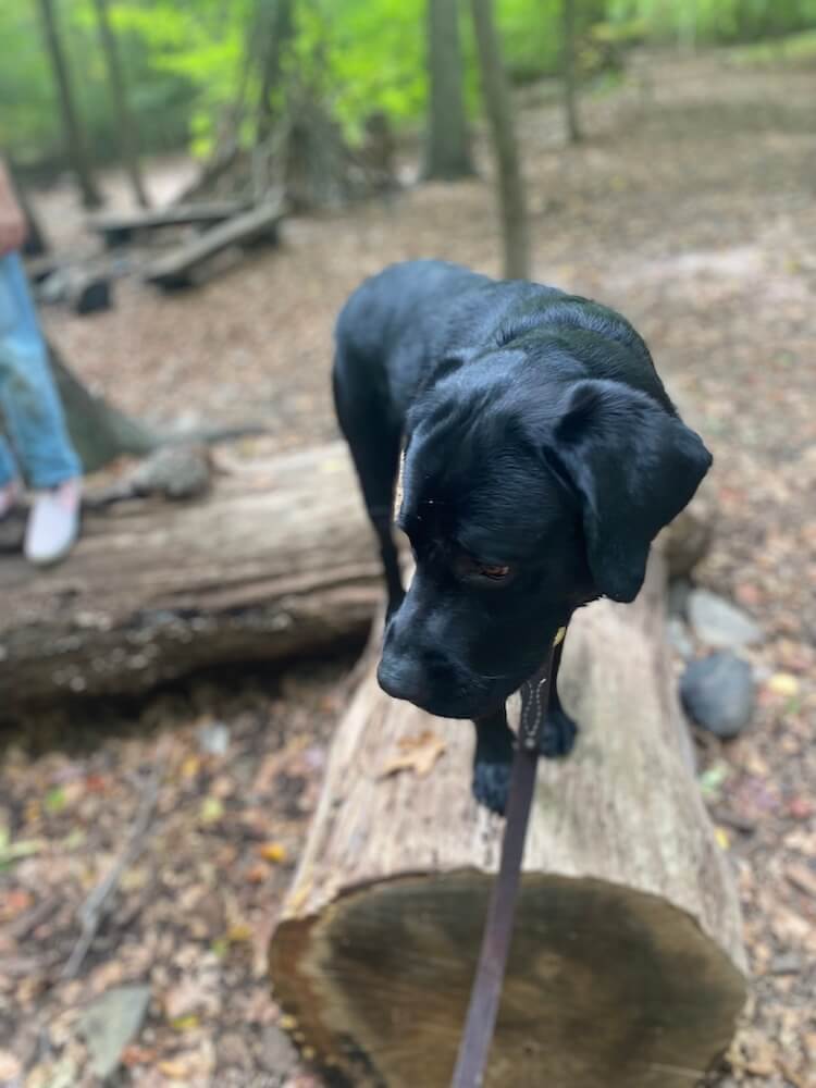 black pup on program Cobey walks on a large log in wooded area