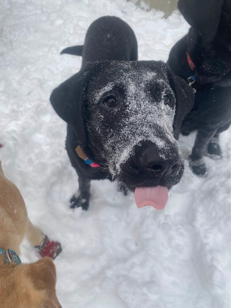 black lab pup Kona with snowy face and tongue out 