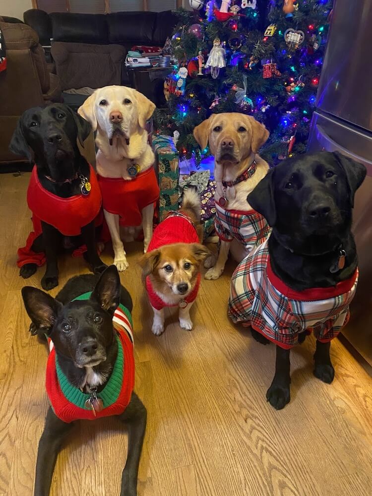 Kona and five canine friends sit obediently sporting holiday coats in front of the Christmas tree